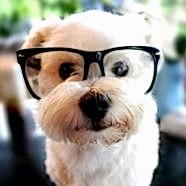 KopekSever kullanıcısının profil fotoğrafı